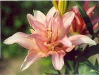 Лилия Элодие-2