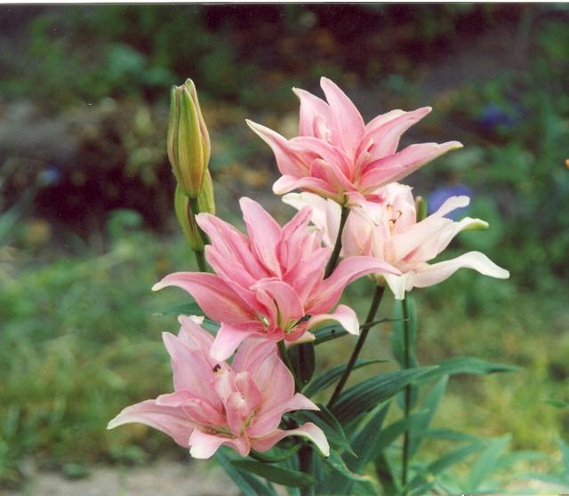 Лилия Элодие-3