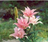 Лилия Элодие-3