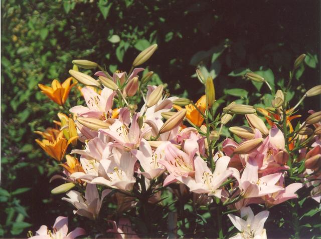 Лилия Элодие