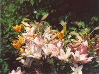 Лилия Элодие