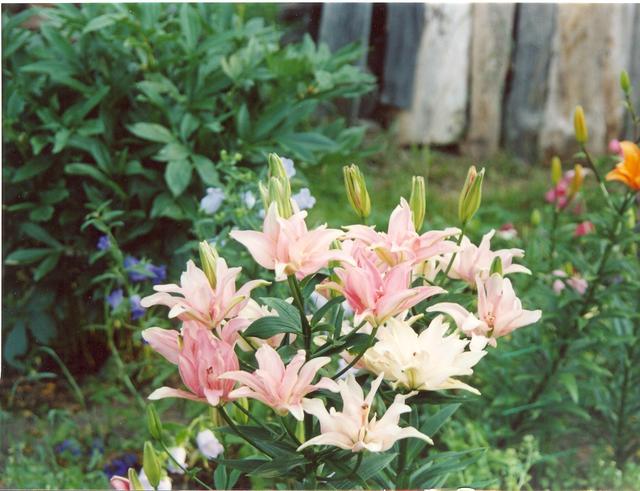 Лилия Элодие-4