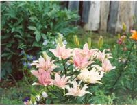 Лилия Элодие-4