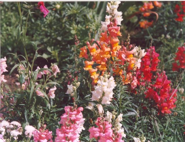 Львиный зев