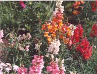 Львиный зев