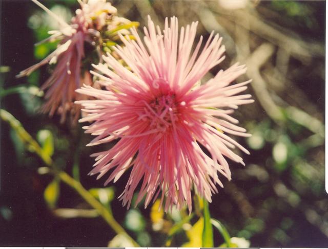 Маргаритка-1