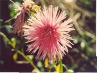 Маргаритка-1