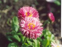 Маргаритка-2