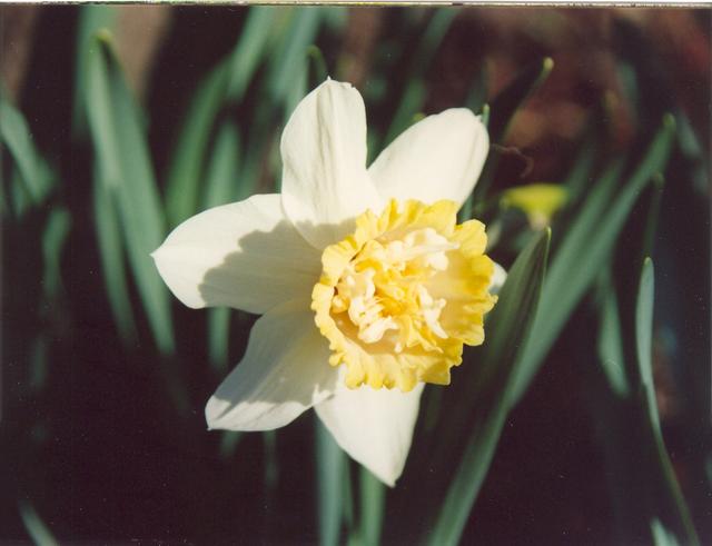 Нарцис-1