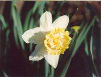 Нарцис-1