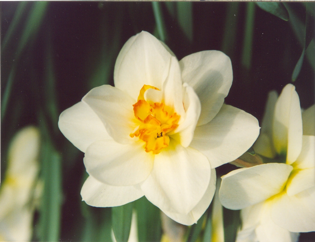Нарцис-2