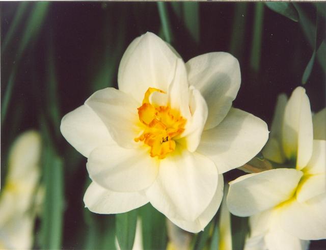 Нарцис-2