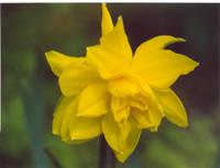 Нарцис желтый махровый