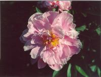 Пион розовый