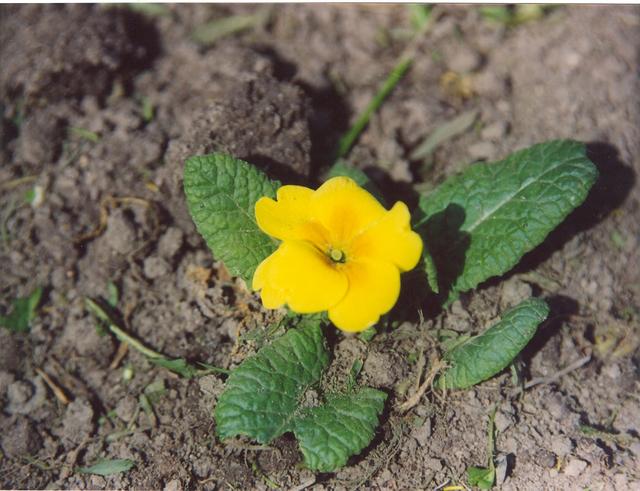 Примула желтая