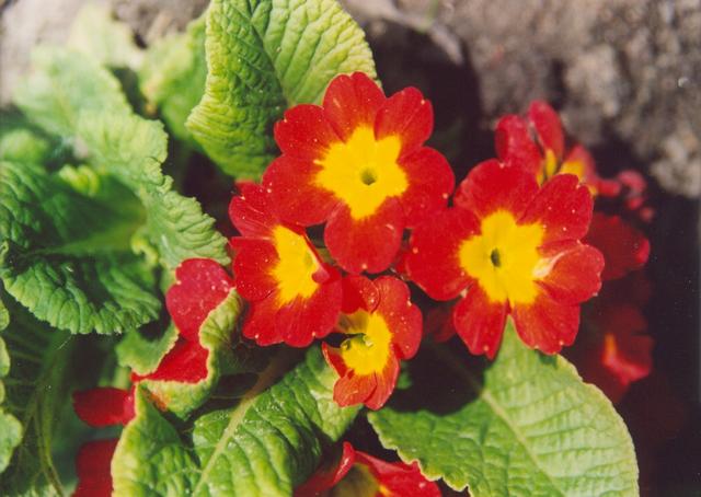 Примула красная