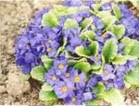 Примула синяя