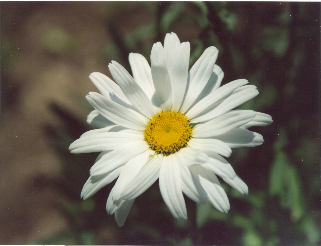 Ромашка садовая