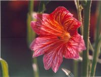 Сальпиглоссис-2