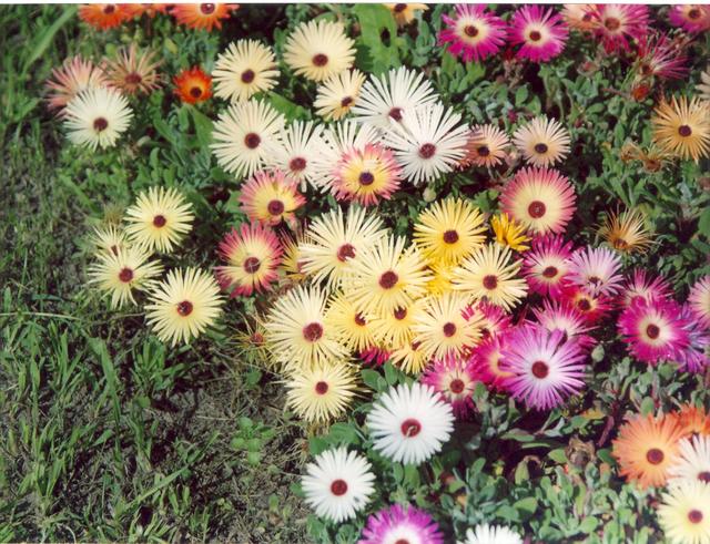 Солнечные-1