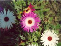 Солнечные-3