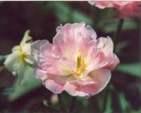 Тюльпан белорозовый махровый- Анжелика