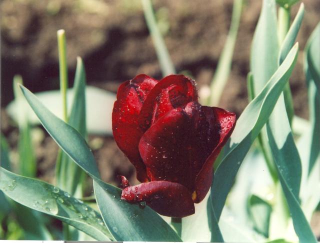 Тюльпан вишнёвый-1