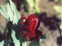 Тюльпан вишнёвый-2