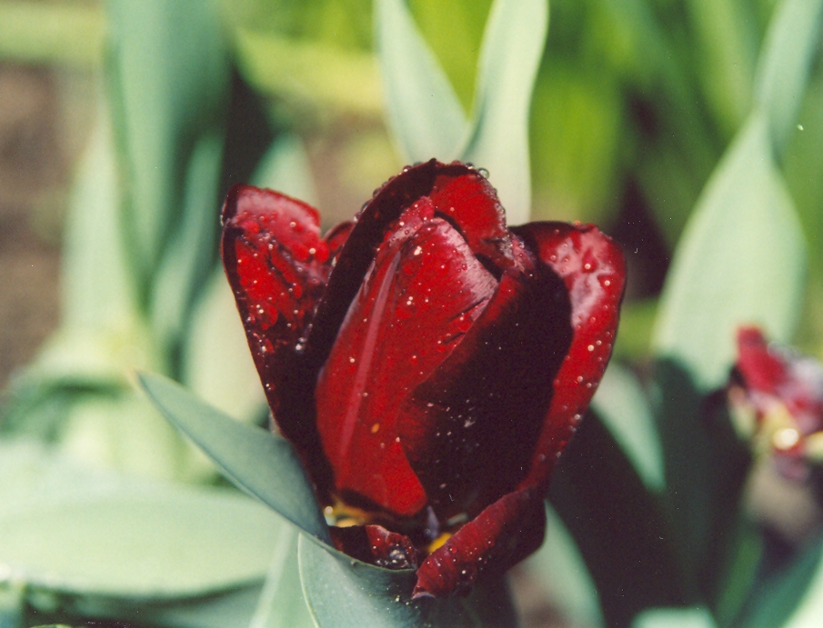 Тюльпан вишнёвый-3