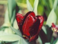 Тюльпан вишнёвый-3