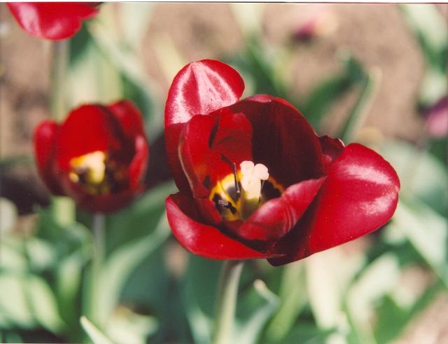 Тюльпан вишнёвый-4