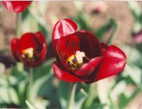 Тюльпан вишнёвый-4