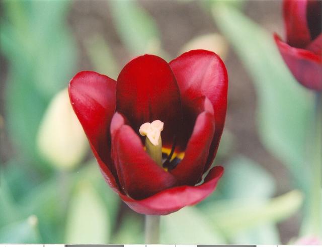 Тюльпан вишнёвый-5