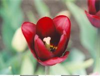 Тюльпан вишнёвый-5
