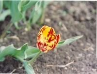 Тюльпан желтокрасный-1