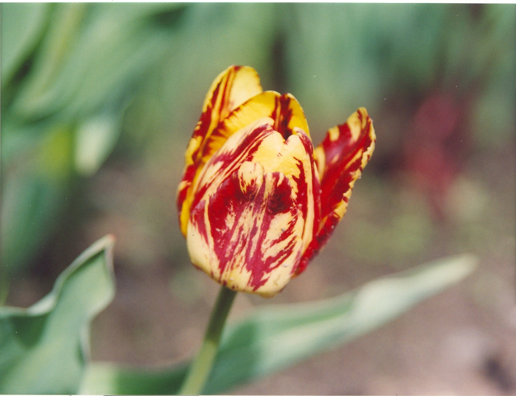 Тюльпан желтокрасный-2