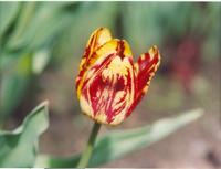 Тюльпан желтокрасный-2