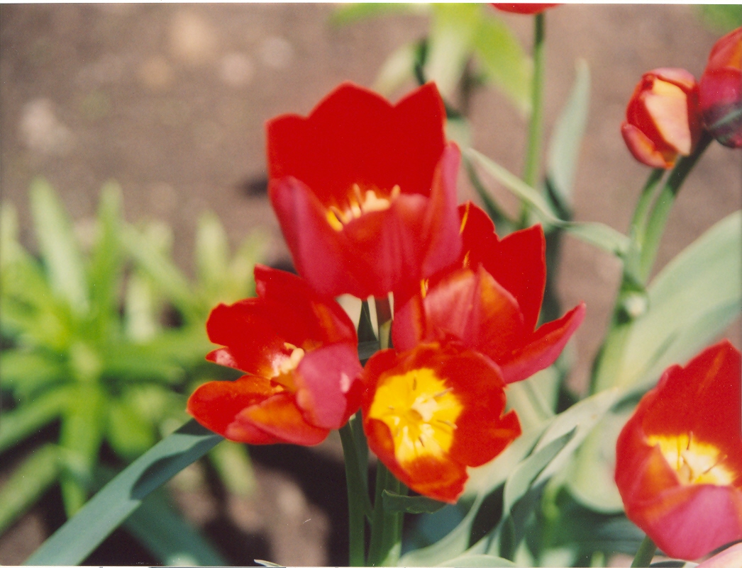 Тюльпан кустовой