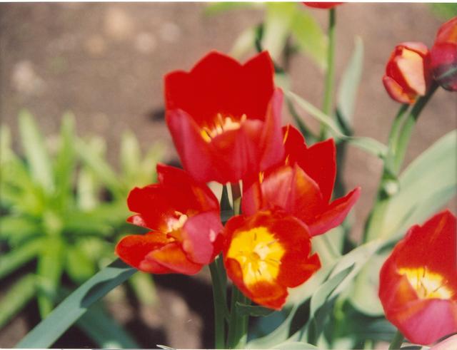 Тюльпан кустовой