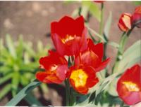 Тюльпан кустовой