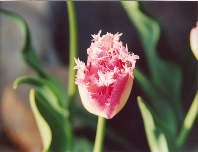 Тюльпан розовый опушонный