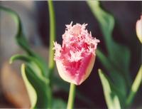 Тюльпан розовый опушонный