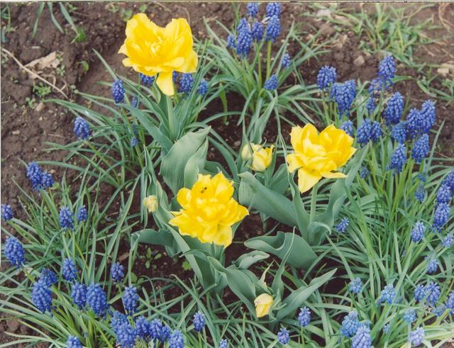 Тюльпаны желтыё