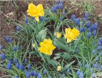 Тюльпаны желтыё