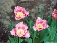 Тюльпаны розовые опушонные