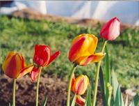 Тюльпаны
