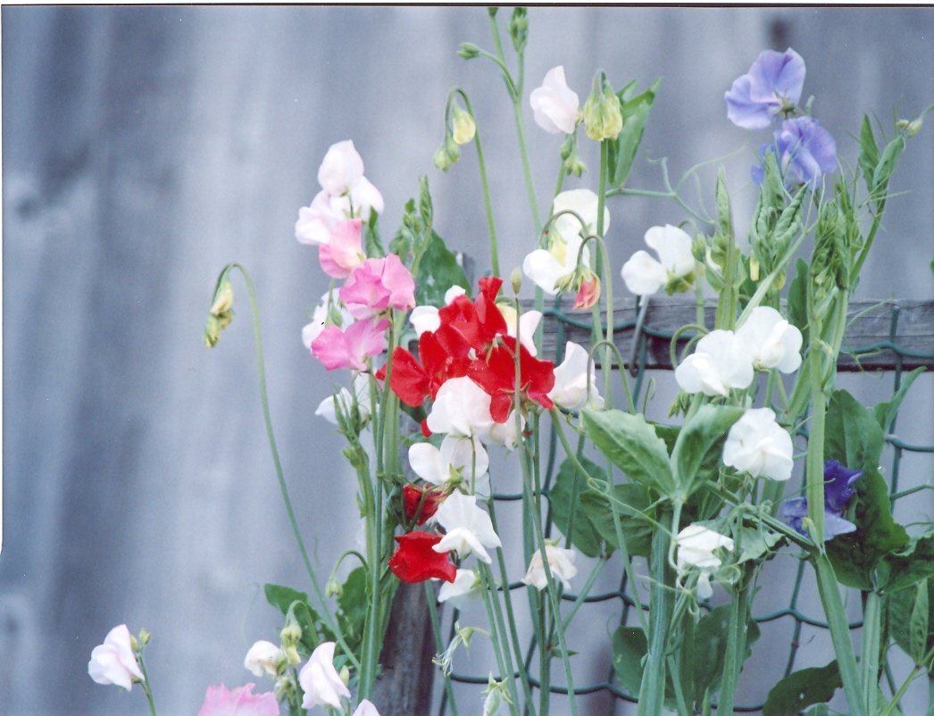 Цветной горошек-1