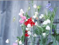 Цветной горошек-1