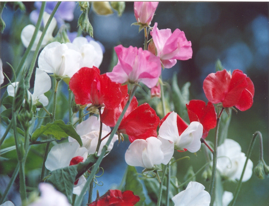 Цветной горошек