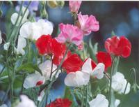 Цветной горошек